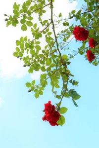 Remove Backgrounds in CapCut Without Extra Tools