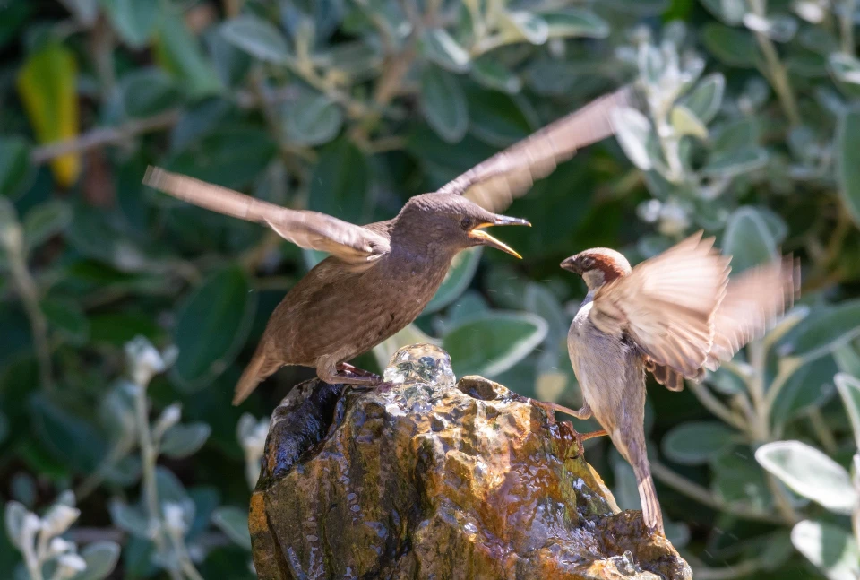 Access All Premium Features For Free in capcut